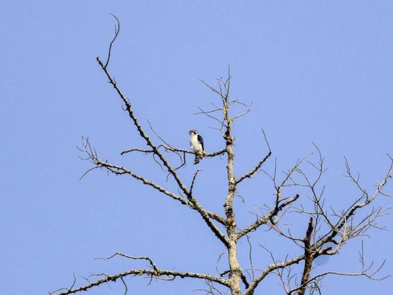 Pied Falconet, 照片 4