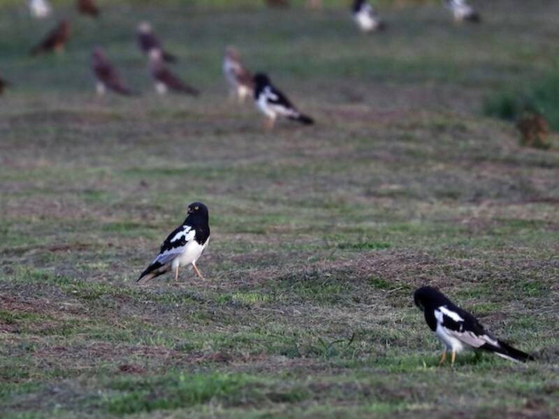 Falco di palude bianconero, Foto 4