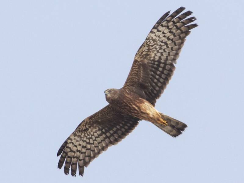 Falco di palude bianconero, Foto 2