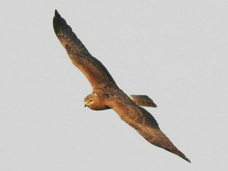 Falco di palude bianconero
