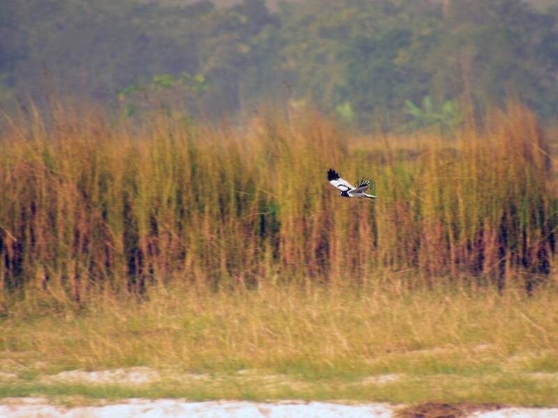 Falco di palude bianconero, Foto 3