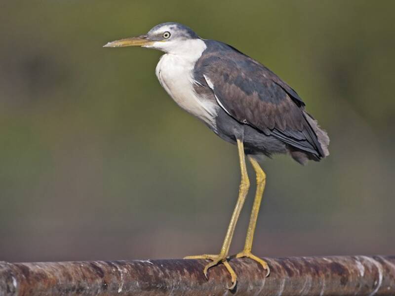 Garza Pinta, Fotos 4