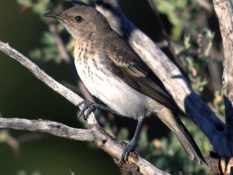 Pied Honeyeater (Certhionyx variegatus)