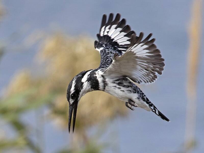 Pied Kingfisher, Photos 4