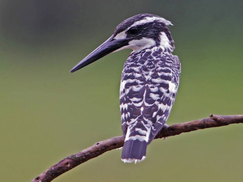 Pied Kingfisher, Photos 3