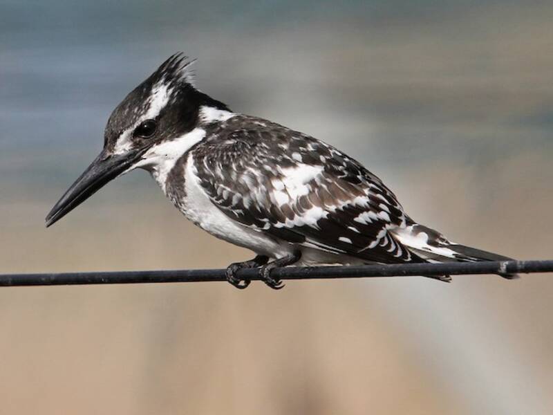 Pied Kingfisher, Photos 2