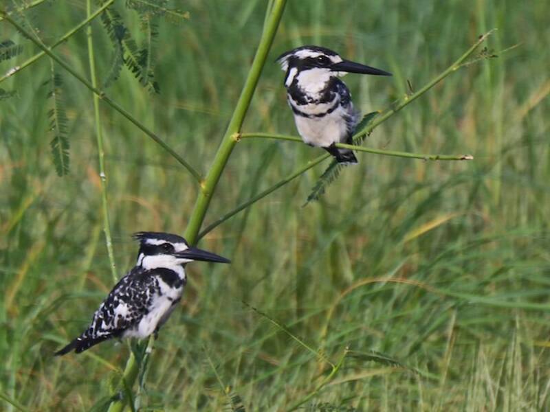 Pied Kingfisher
