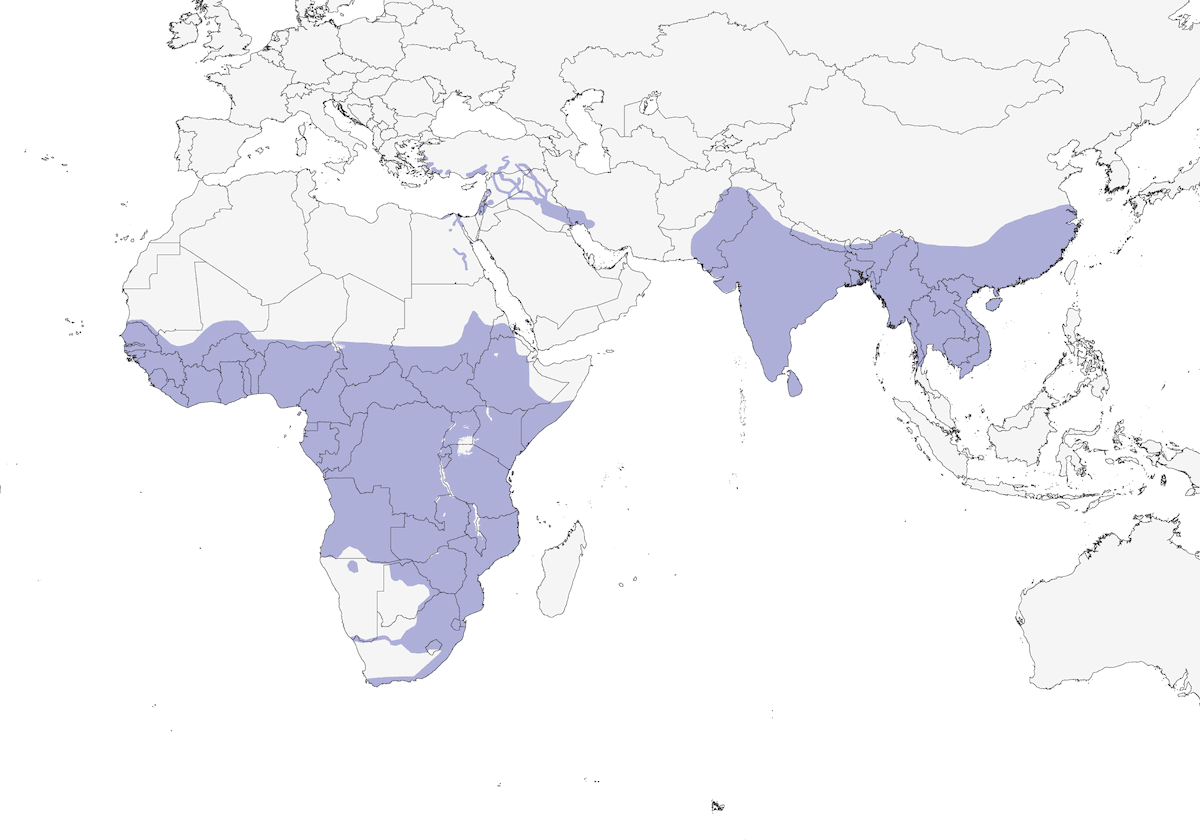 Pied Kingfisher, Distribution 1