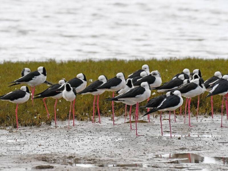 Pied Stilt