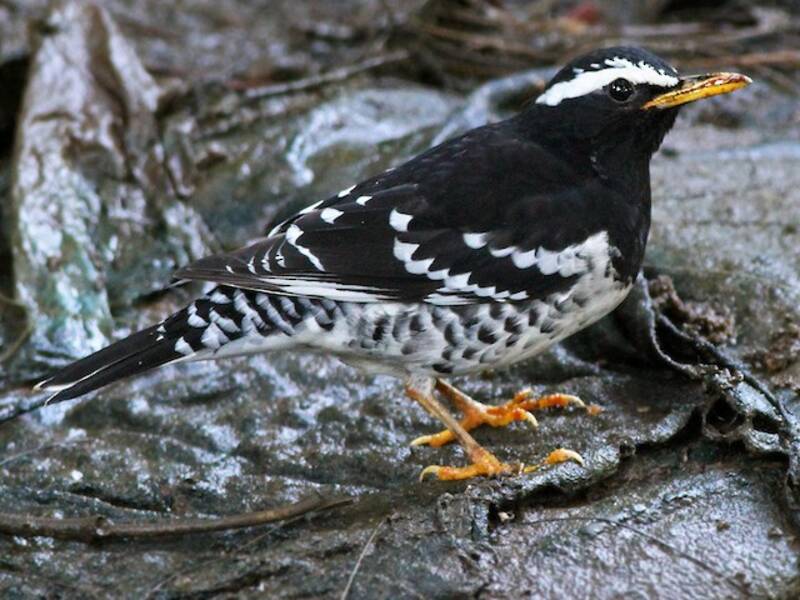 Pied Thrush, Photos 3