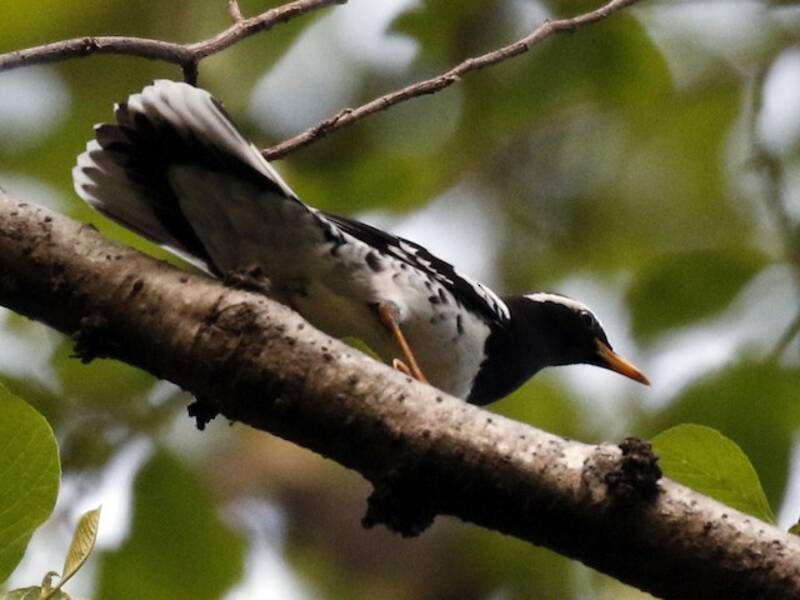 Pied Thrush, Photos 4