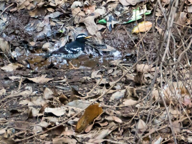 Pied Thrush
