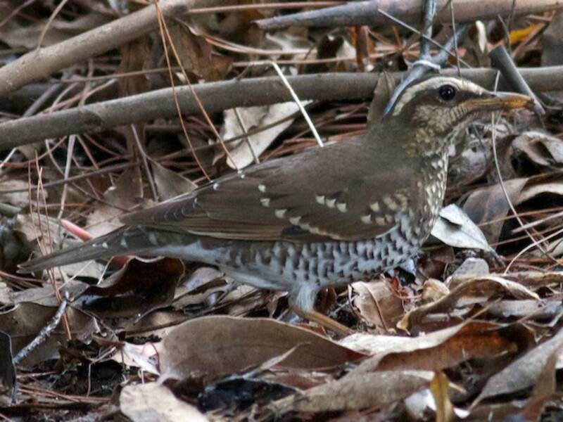 Pied Thrush, Photos 2