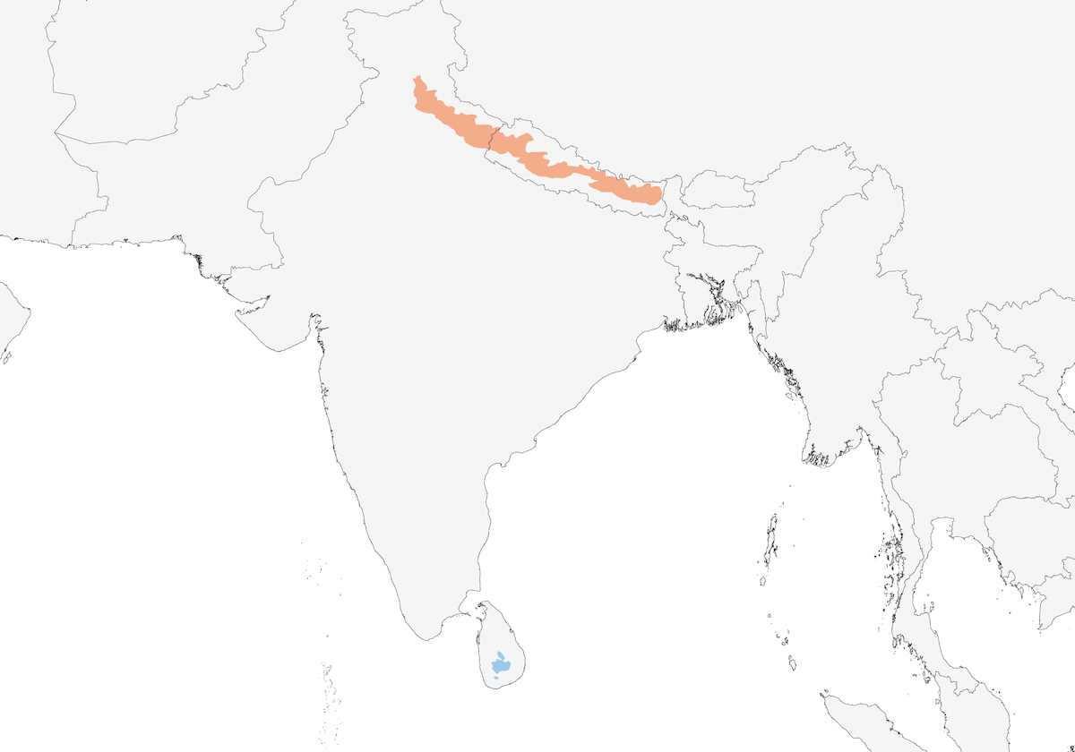 Pied Thrush, Distribution 1