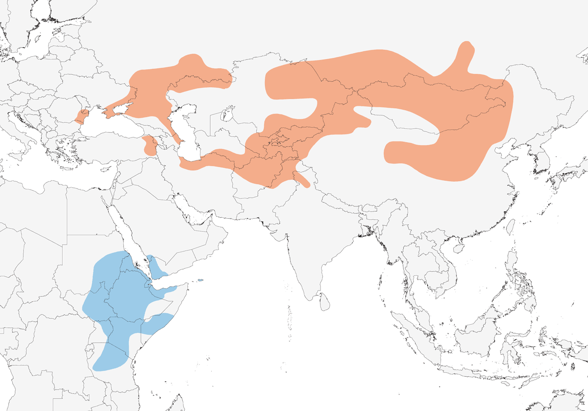 Monachella, Distribuzione 1