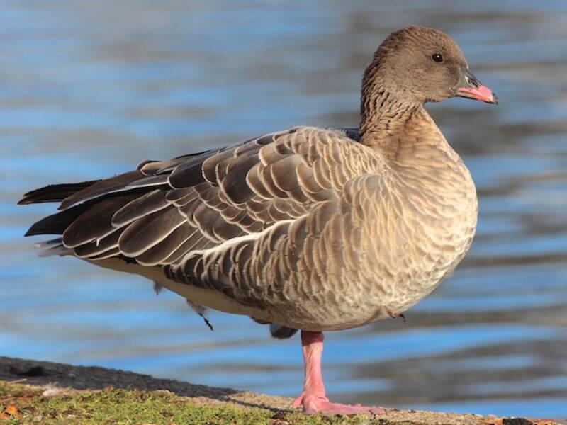 Pink-footed Goose, 照片 2