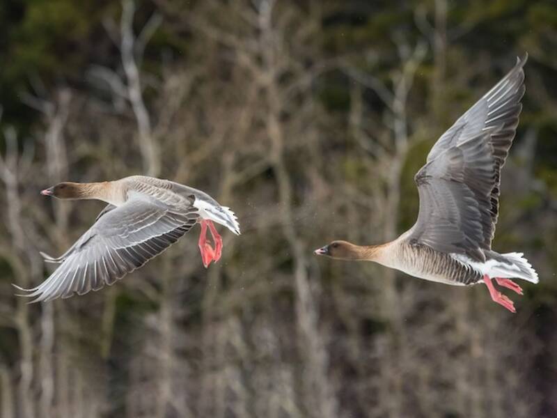 Pink-footed Goose, 照片 4