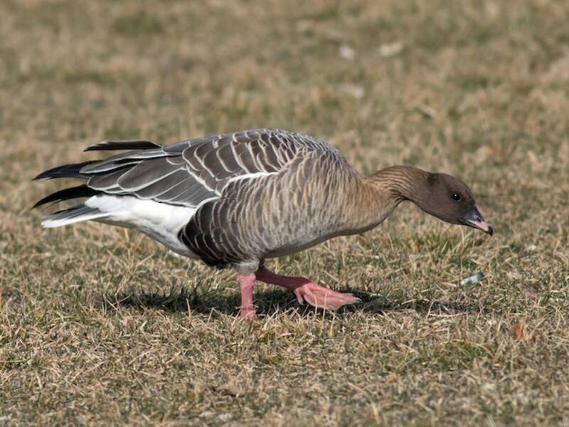 Pink-footed Goose, 照片 3