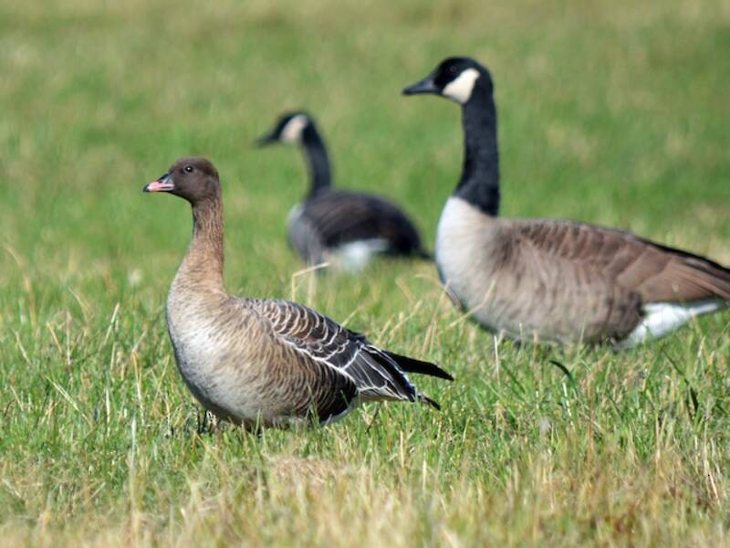 Pink-footed Goose