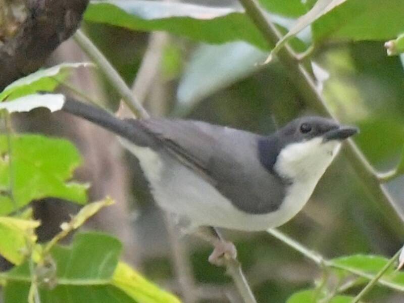 Pink-footed Puffback, Photos 4