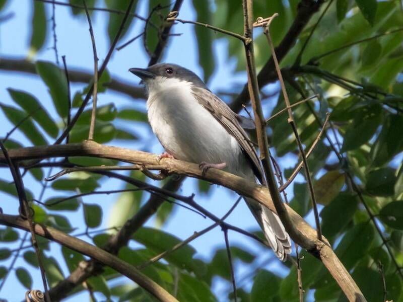 Pink-footed Puffback, Photos 3