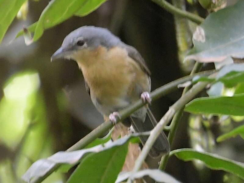 Pink-footed Puffback, Photos 2