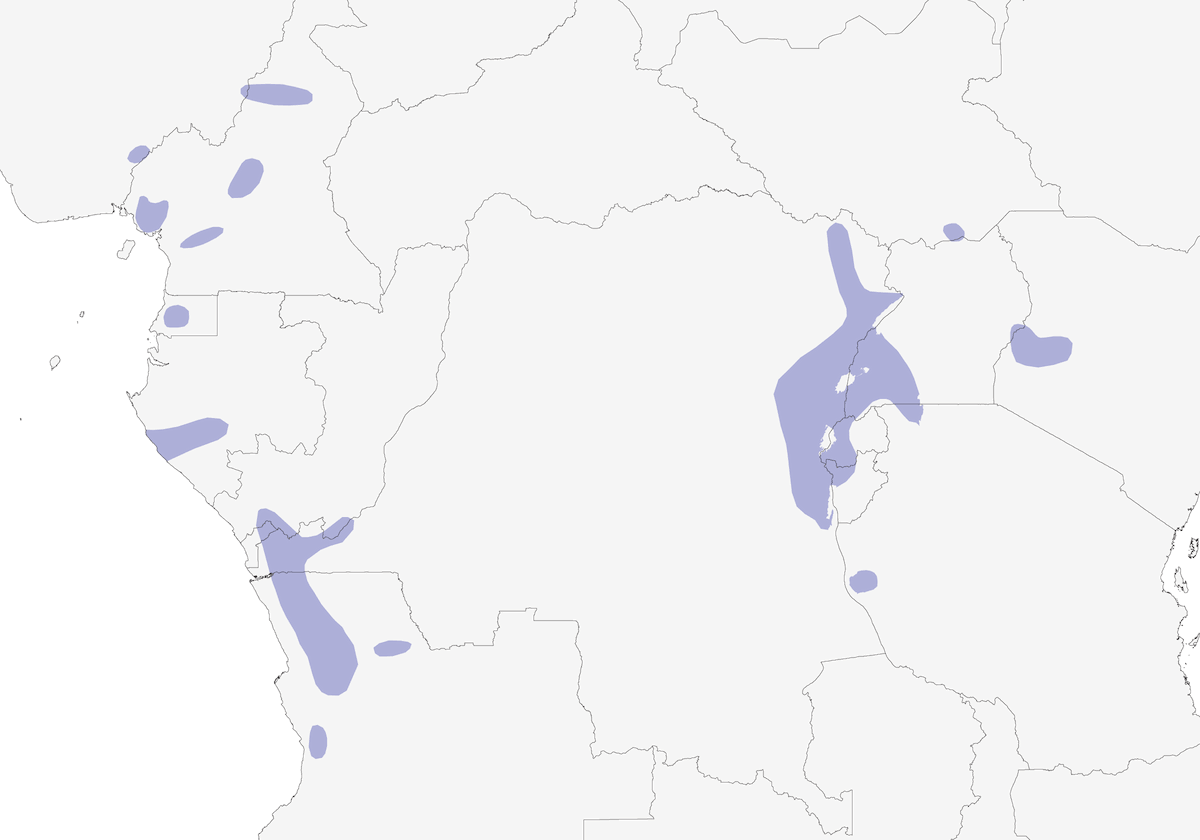 Pink-footed Puffback, Distribution 1