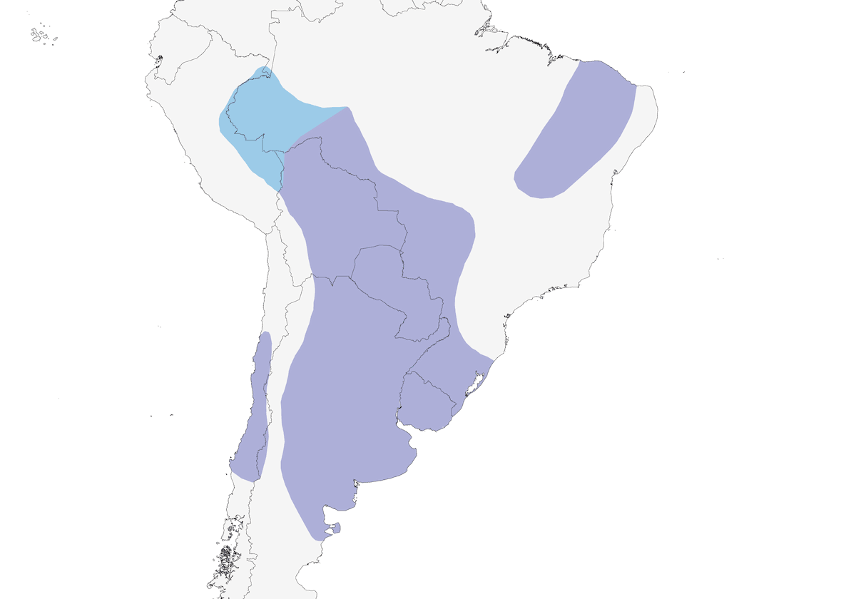 Tortora terrestre picui, Distribuzione 1
