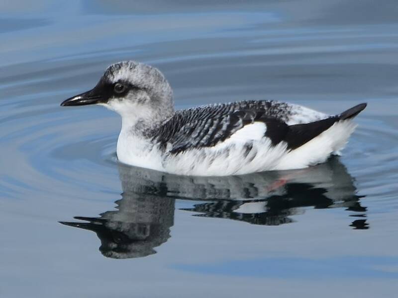 Pigeon Guillemot, 照片 4