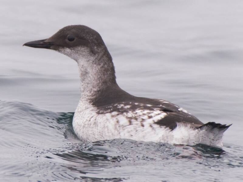 Pigeon Guillemot, 照片 3