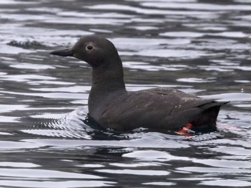 Pigeon Guillemot, 照片 2