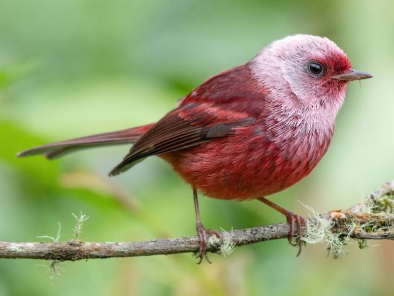 Pink-headed Warbler, Photos 4
