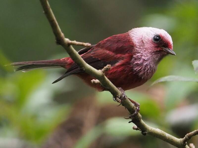 Pink-headed Warbler, Photos 3