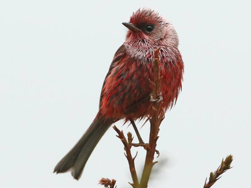 Pink-headed Warbler, Photos 2