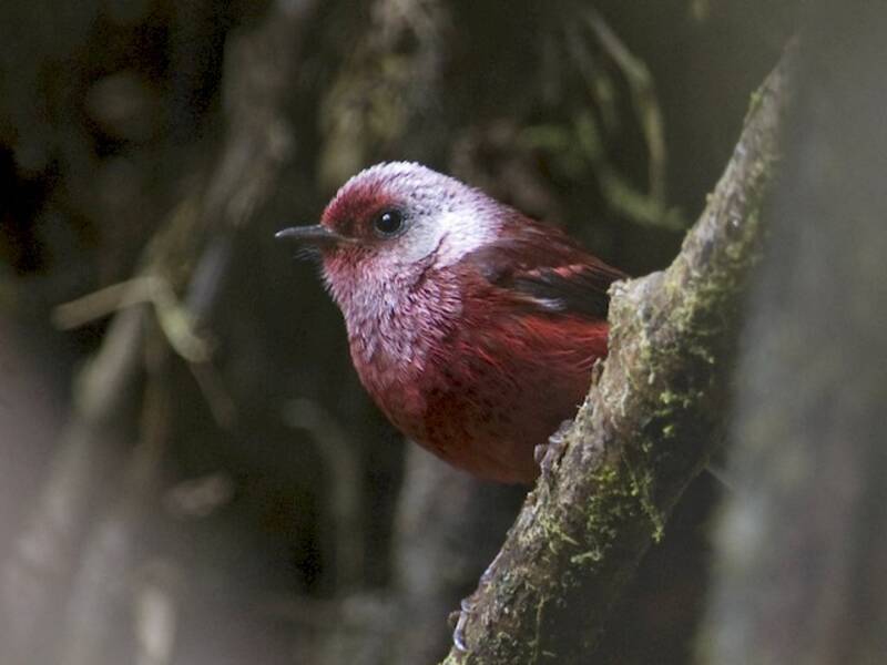Pink-headed Warbler