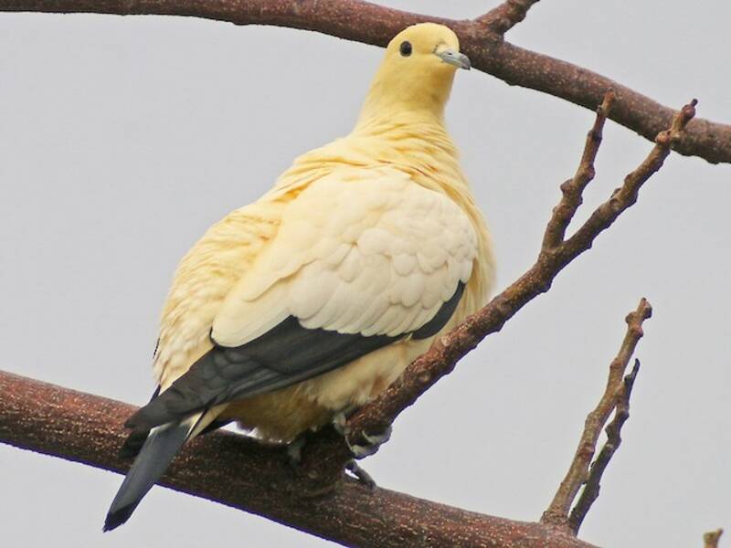 Pied Imperial-Pigeon, 照片 3
