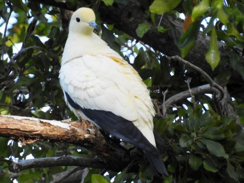 Pied Imperial-Pigeon