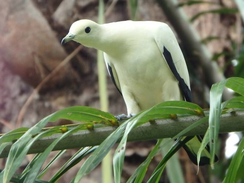 Pied Imperial-Pigeon, 照片 2