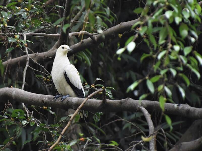 Pied Imperial-Pigeon, 照片 4