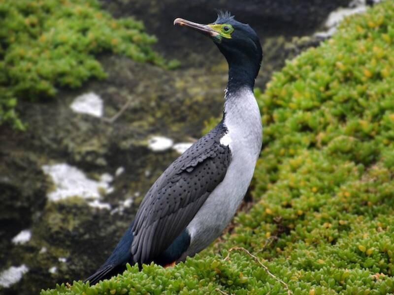 Chatham-Kormoran, Fotos 4
