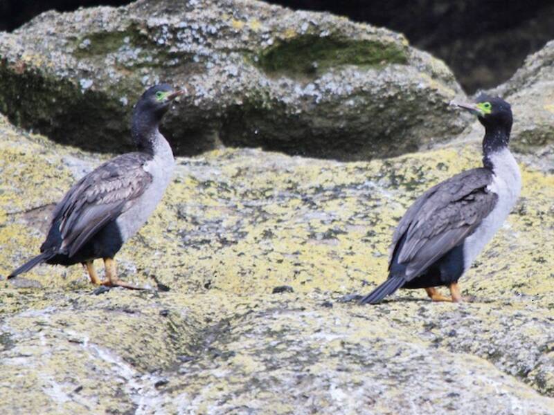 Chatham-Kormoran