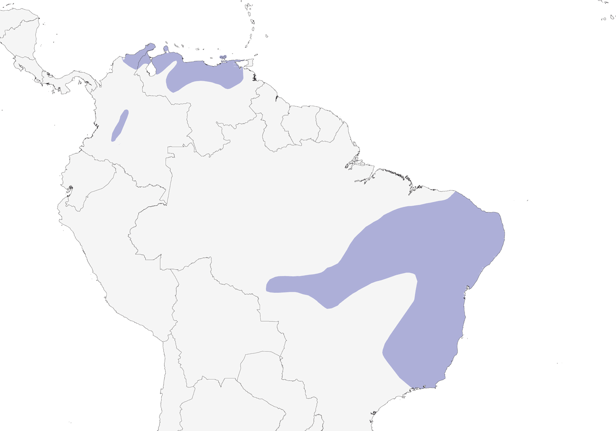 Fringuello crestato, Distribuzione 1
