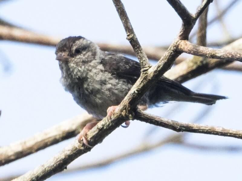 Pink-legged Graveteiro, 照片 2