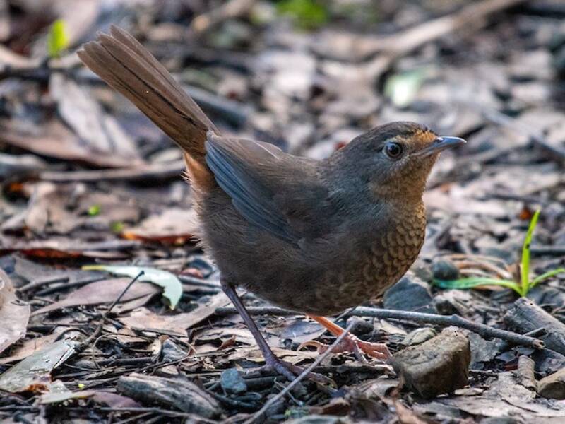 Pilotbird