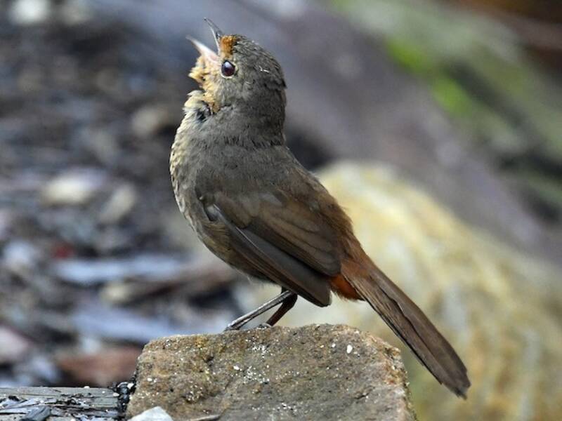 Uccello pilota, Foto 2