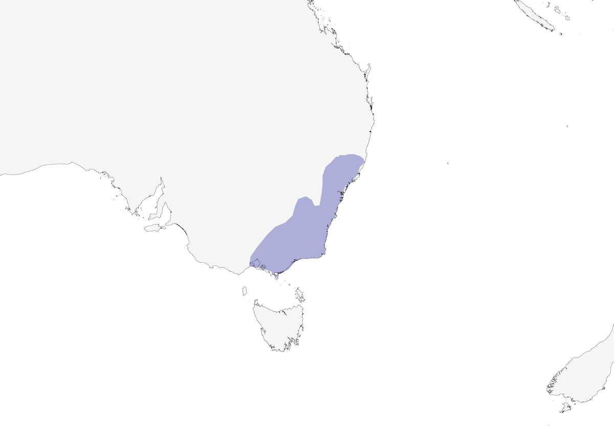 Uccello pilota, Distribuzione 1