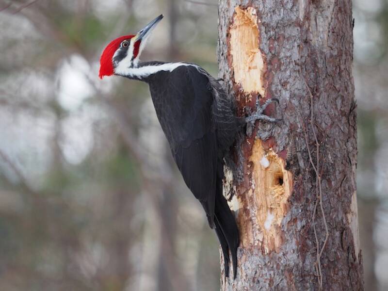 Pileated Woodpecker (Dryocopus pileatus)