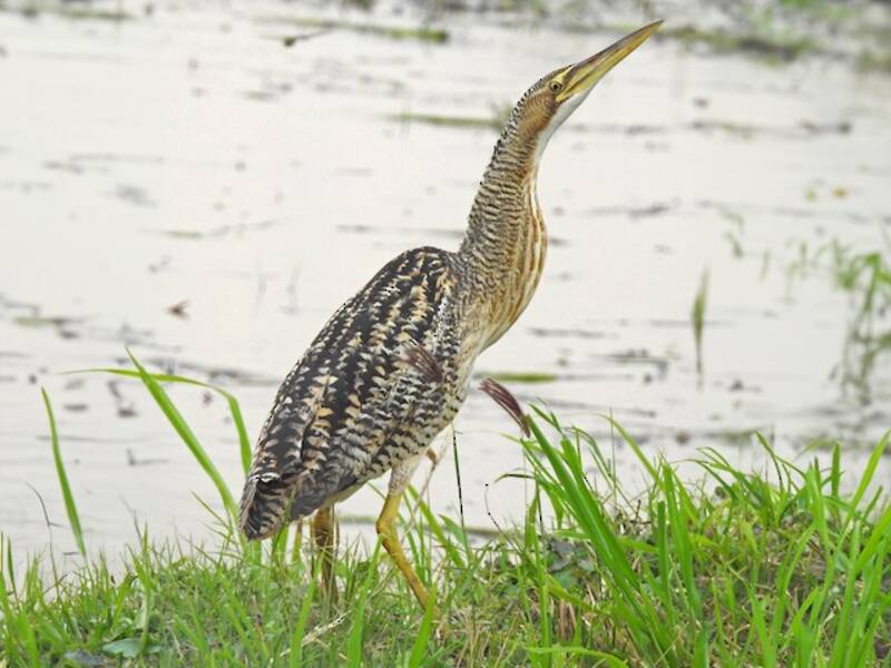 Pinnated Bittern