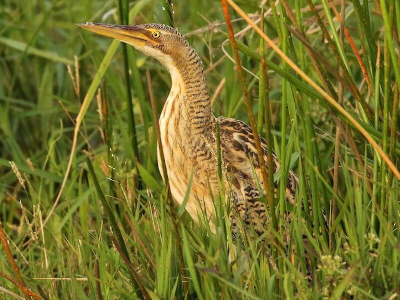 Pinnated Bittern, Photos 3