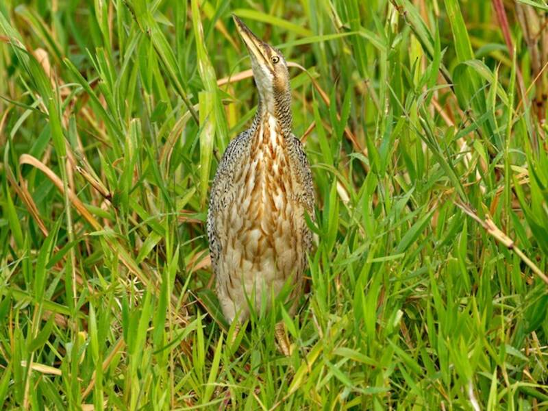 Pinnated Bittern, Photos 2